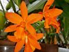 Pot. Young-Min Orange 'Golden Satisfaction' AMAOS 